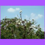 Woodstorks Nesting.jpg